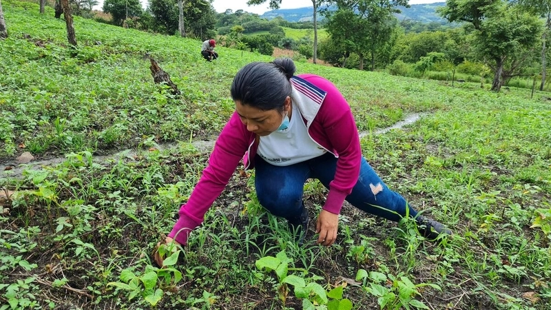 The biggest blow to the producers' economy has been the loss of the Postrera cycle bean crop. Although the seeds have sprouted and appear to be fine, the excess water has already drowned the plants. Producer and technical advisor Nilda López pulls up a bean plant to show the damage.